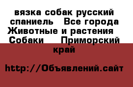 вязка собак русский спаниель - Все города Животные и растения » Собаки   . Приморский край